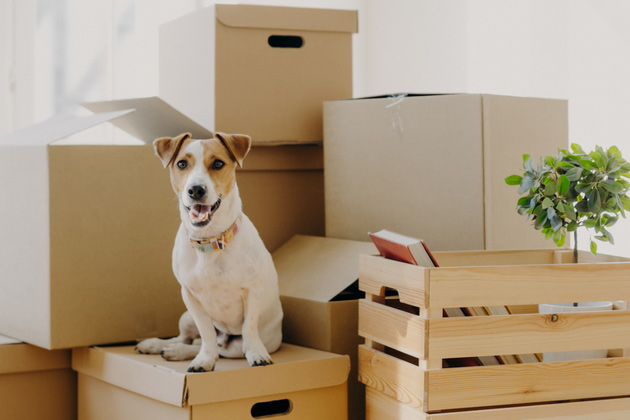 cachorro em meio a caixas após pequenos reparos residenciais