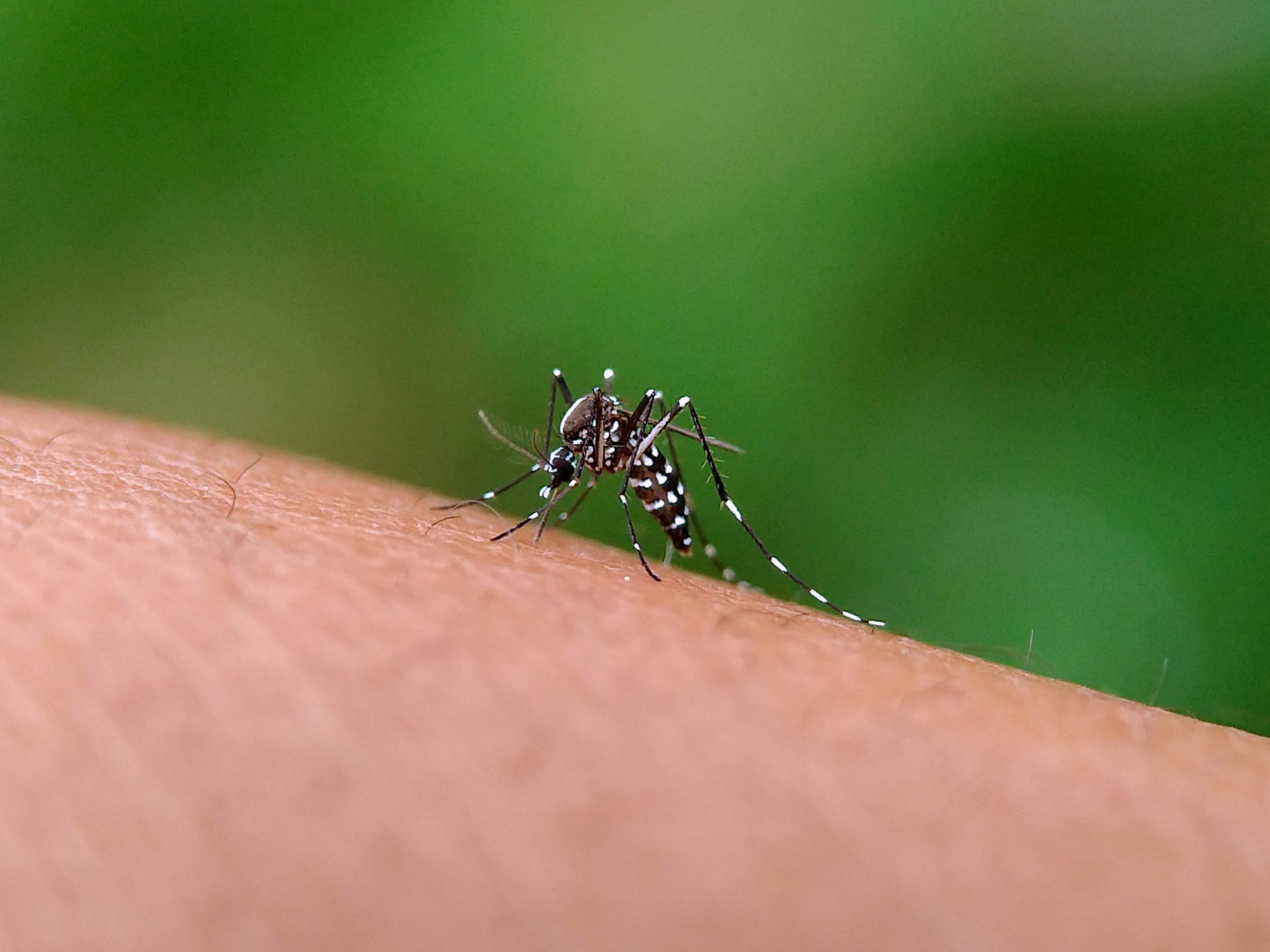 Aedes Aegypti Mosquito 2023 11 27 05 26 51 Utc