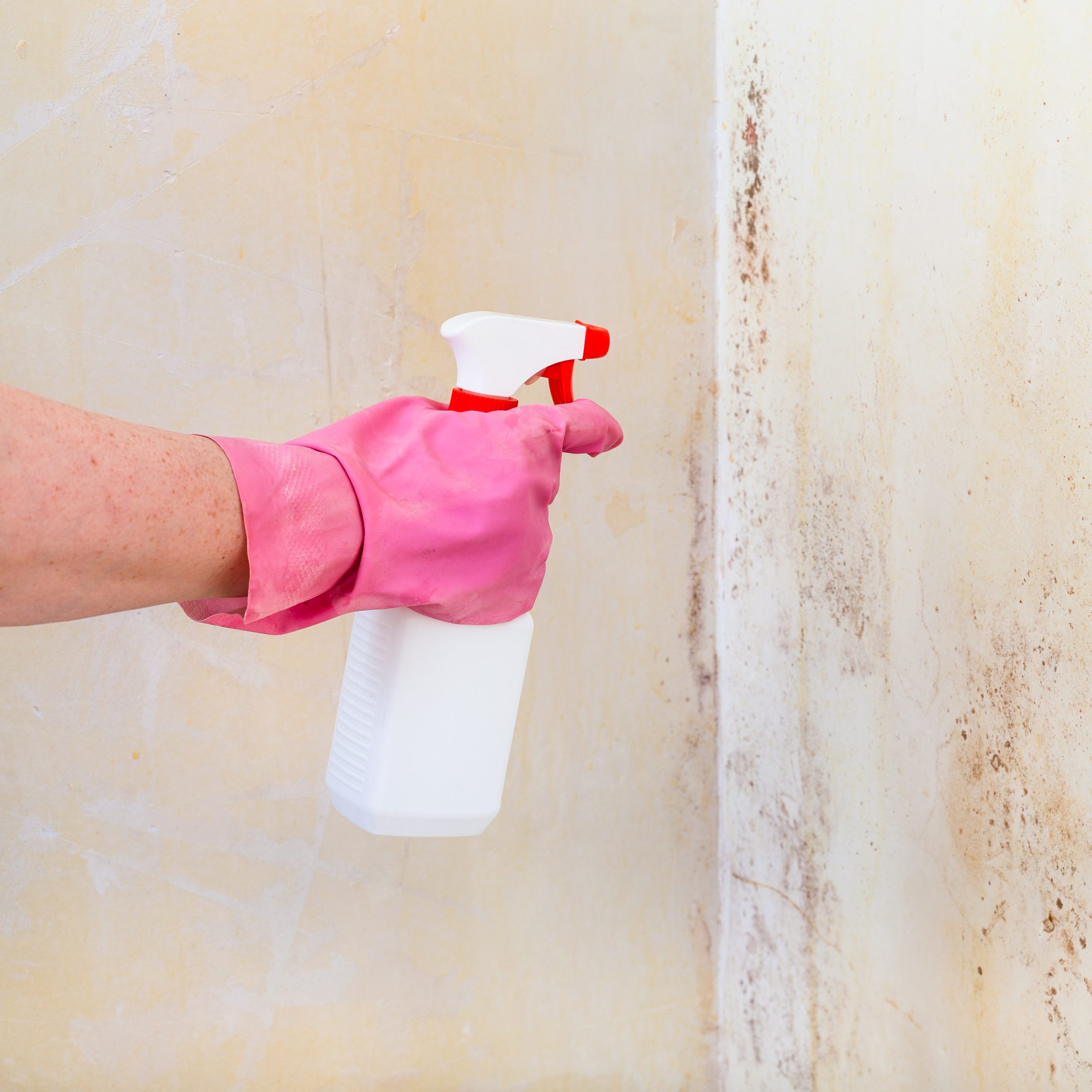 Removing Of Mold From Wall With Liquid Spray