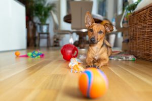 Melhores pisos para quem tem pet em casa