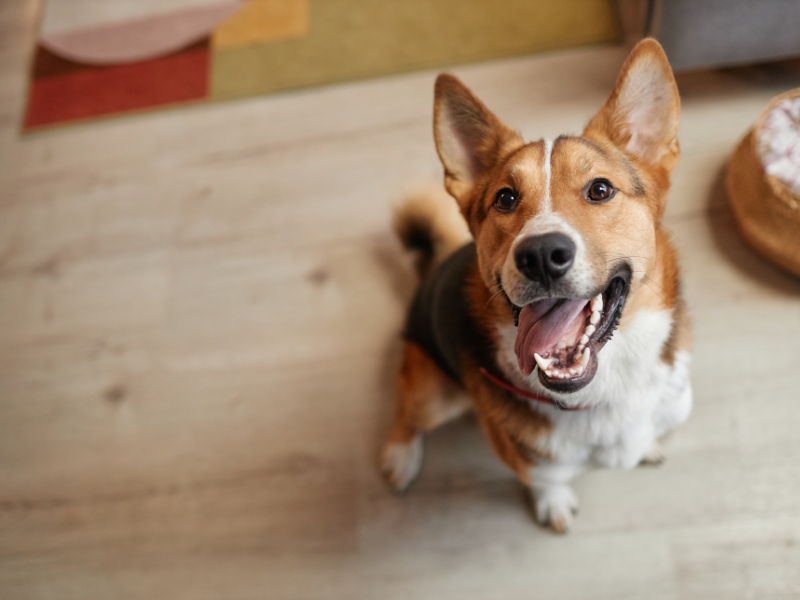 Piso Vinílico para casa com pets