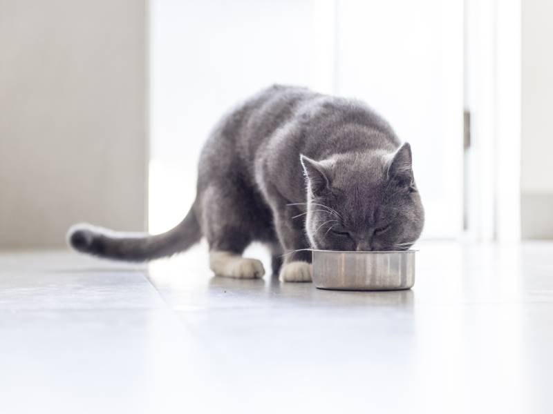 Porcelanato para quem tem pet em casa